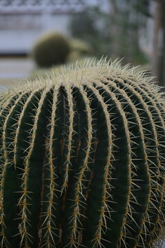 Botanico de Arganzuela