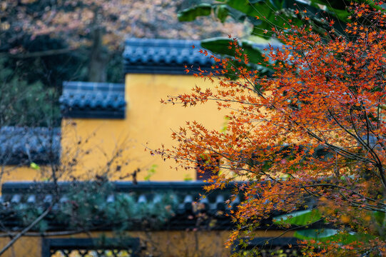 Autumn maple leaves at Yongfu Temple, Hangzhou, China