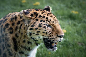 Obraz premium Close up Head Profile Amur Leopard
