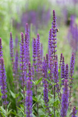 Obraz premium A bee on purple wild sage (Salvia nemorosa) flowers collecting nectar from flowering meadow ears in a summer garden. The complex process of pollination, biodiversity, ecosystem health, and the crucial