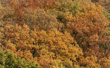 Fototapeta premium Herbstlich bunter Eichen-Mischwald im Hellefelder Bachtal, Arnsberger Wald, Sauerland, Deutschland, NRW.