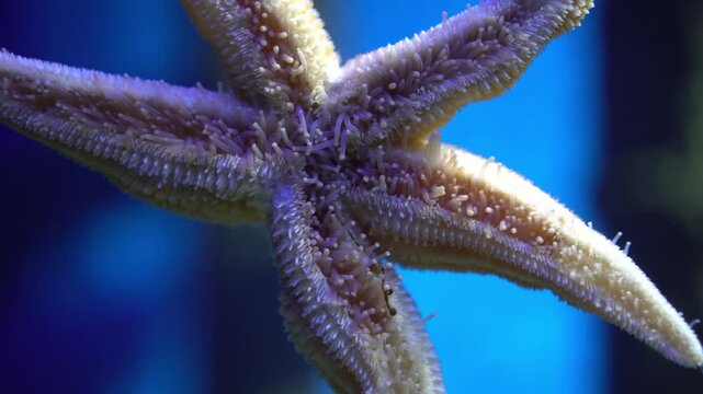 Starfish tube feet macro examination. Closeup of starfish underside revealing texture details. Extreme macro view showcasing starfish spines and surface features