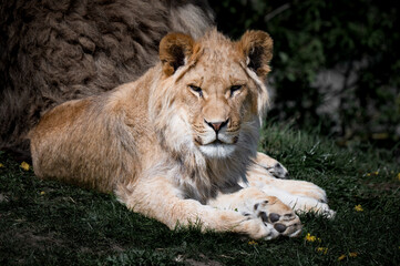 Fototapeta premium Young Male Lion Cub Resting