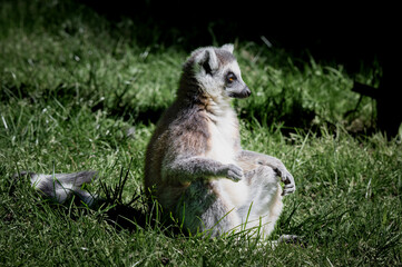 Fototapeta premium Ring-tailed Lemur Sitting on Grass
