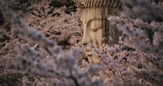Ancient 8th century temple site with beautiful old stone buddha statue with surrounding spring cherry blossoms - zoomed in