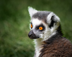 Fototapeta premium Ring-tailed Lemur Close up