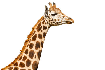Obraz premium Giraffe profile close-up isolated on empty background