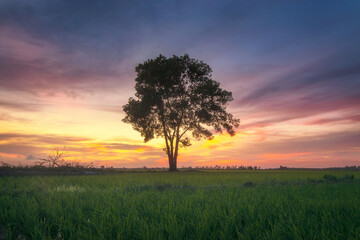 Obraz premium Solitary Tree in Vibrant Sunset Over Lush Green Field