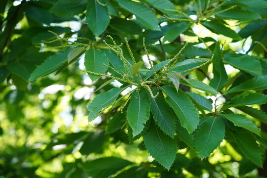 Gr&uuml;nes Laub und junger Bl&uuml;tenstand einer Edelkastanie (Castanea sativa) im Fr&uuml;hling