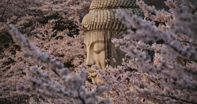 Zoomed in shot of ancient buddha statue head around spring cherry blossoms at sunset