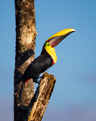 Yellow-fronted toucan © Nick Hobgood