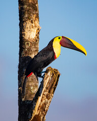 Yellow-fronted toucan © Nick Hobgood