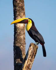 Yellow-fronted toucan © Nick Hobgood