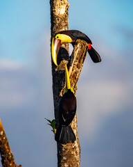 Yellow-fronted toucan © Nick Hobgood