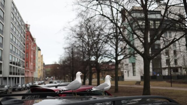Two seagulls standing on the roof of a parked car in a parking area Urban bird life scene with wildlife adapting to the city environment
