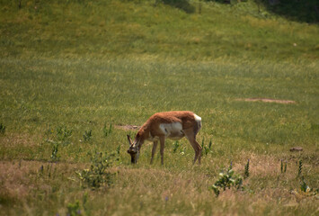 Naklejka premium Grazing White Rumped Pronghorn on a Prairie