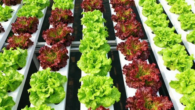 Rows of green and red lettuce in hydroponic system