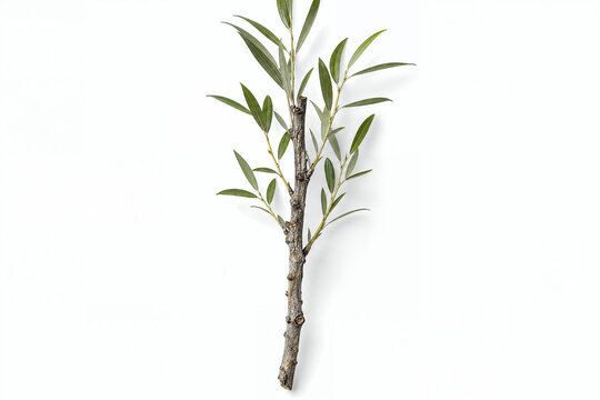 Willow Bark Branch Isolated on White Background
