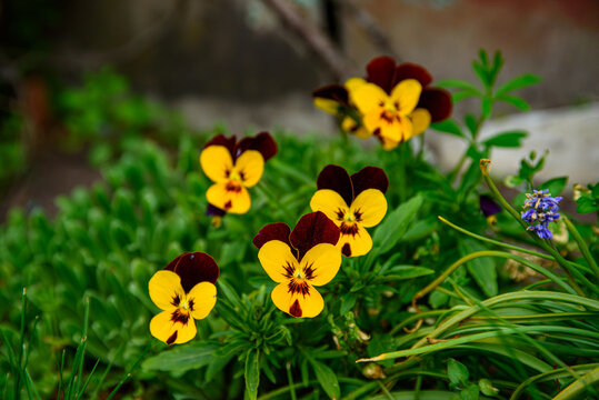 Yellow and burgundy pansy flowers blooming in a lush garden, captured in natural light with soft background bokeh.