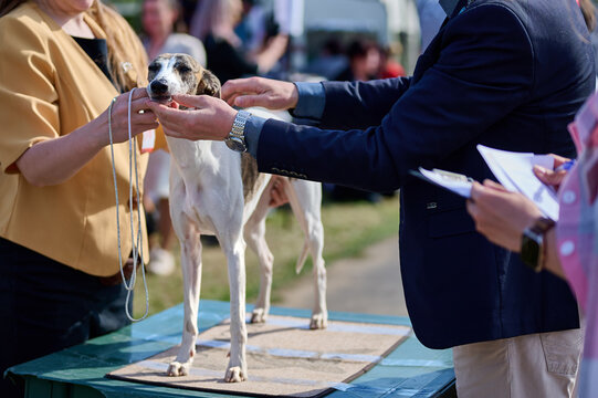 A whippet stands proudly on a table as judges evaluate its appearance. Owners are engaged, surrounded by a lively crowd enjoying the dog show under clear skies
