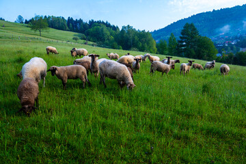 Wypas reliktowy Wapienne, Dolina Popradu. © Maciej G. Szling