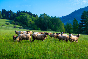 Wypas reliktowy Wapienne, Dolina Popradu. © Maciej G. Szling