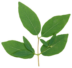 Fototapeta premium Honeysuckle branch with green leaves on isolated background