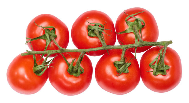 Fresh cherry tomatoes on the vine, isolated background. Juicy red tomatoes with green stems