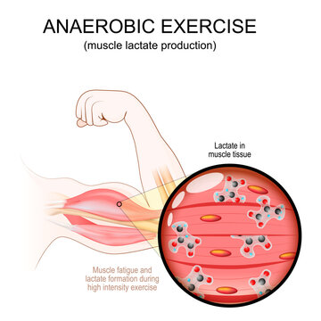 High-Intensity exercise for Biceps. Close-up of Lactate molecule in muscle tissue. Anaerobic exercise and Lactate Production.