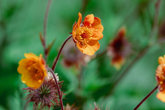 Geum Totally Tangerine orange flowers in garden soft light macro det