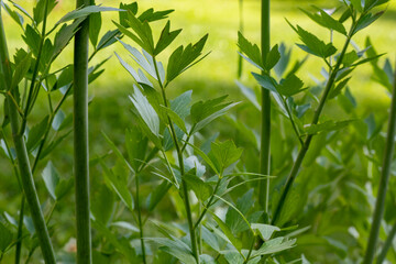 Naklejka premium Lovage (Levisticum officinale) is a powerful plant from the Apiaceae family, used mainly in gastronomy.