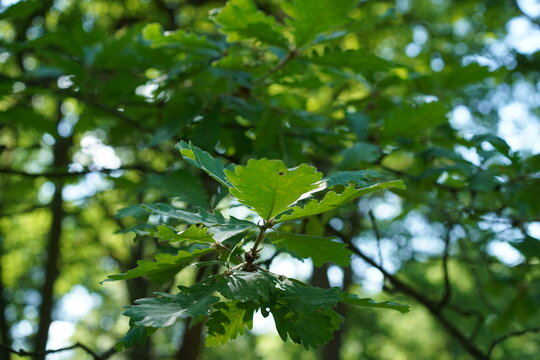 Gr&uuml;nes Laub und Ast einer Persischen Eiche (Quercus macranthera) im Sommer