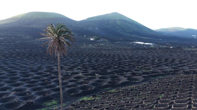 Lanzarote La Geria unique volcanic vineyards at sunrise
