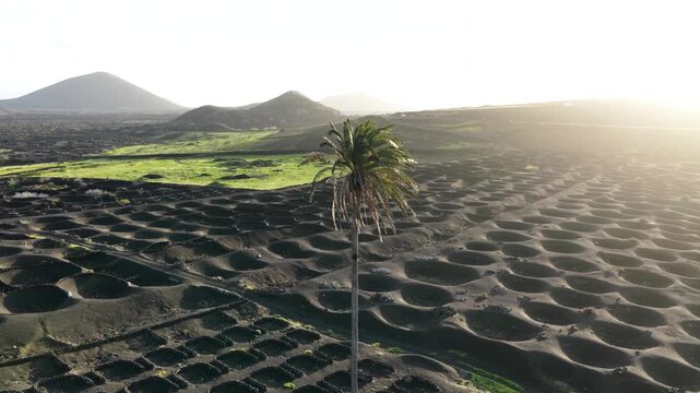 Lanzarote's unique volcanic vineyards bathed in sunset glow