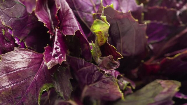 The farmer is holding a bunch of fresh pink purple basil. Vitamins and greens in the food concept, kitchen, cooking pesto