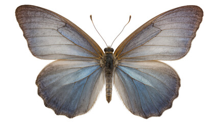 Delicate blue and grey butterfly with intricate wing patterns, isolated on transparent background © Mihai