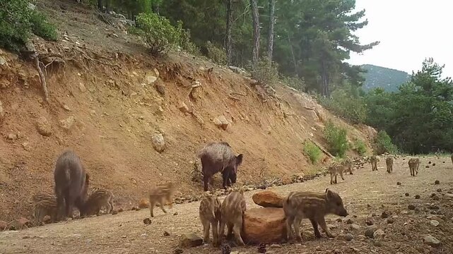 A large sounder of wild boars with striped piglets foraging together along a dirt road in a pine forest mountain landscape.