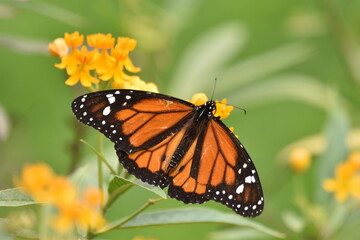 monarch butterfly on flower © Fernanda