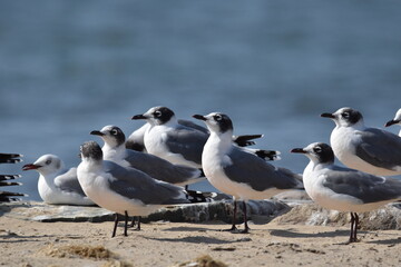 Fototapeta premium seagulls on the beach