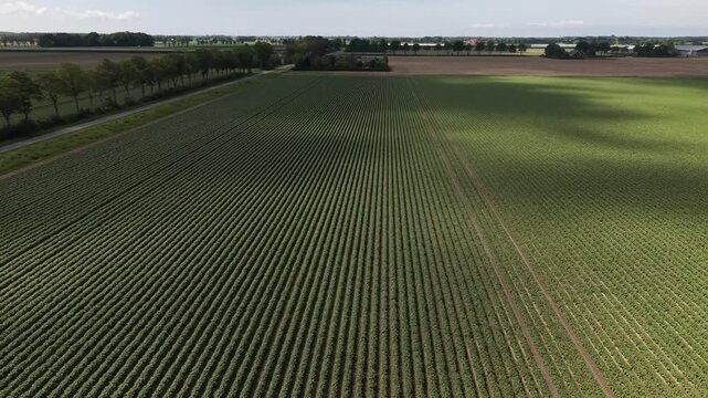 4K drone flight over Noordoostpolder farmlands. Neat vertical farming lines across vast fields under a sunny, blue sky with cloud shadows.