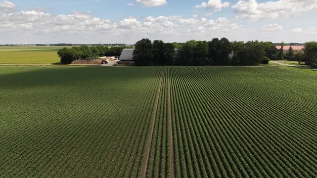 4K drone flyover approaching a traditional farm in the Noordoostpolder. Neat vertical farming lines across fields under a sunny, blue sky.