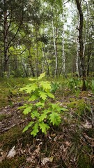 Obraz premium a young oak tree in a spring forest