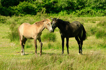 Obraz premium Chevaux Lusitanien de Camargue