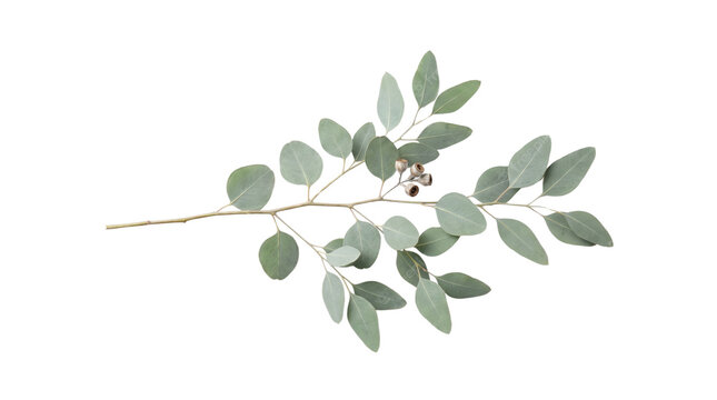Eucalyptus branch with seed pods isolated on transparent background png
