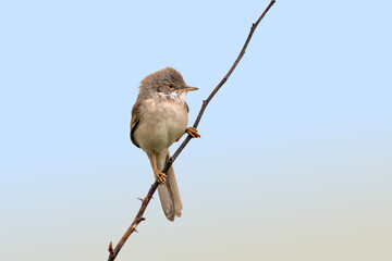 Whitethroat perched on a branch © Digital Nature 