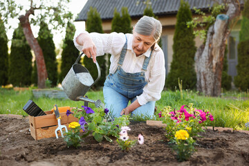 Fototapeta premium Gardening season. Woman watering beautiful flowers outdoors