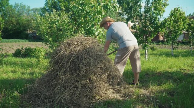 A gardener in straw hat lifts hay with pitchfork, creating a pile in a sunny orchard surrounded by green trees and grass