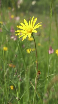 Yellow Meadow Salsify Flower Swaying on Blooming Alpine Meadow, Vertical View
