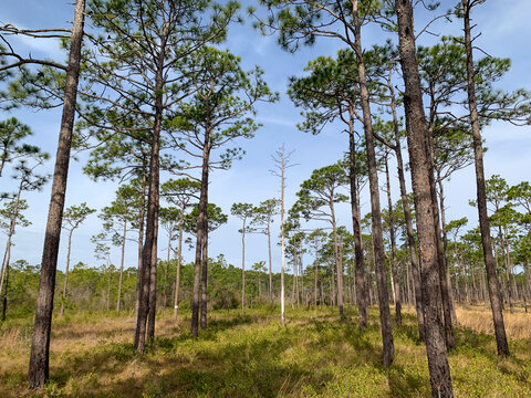 Tall longleaf pines rise above native grasses and shrubs in a coastal pine savanna ecosystem within Croatan National Forest, North Carolina.