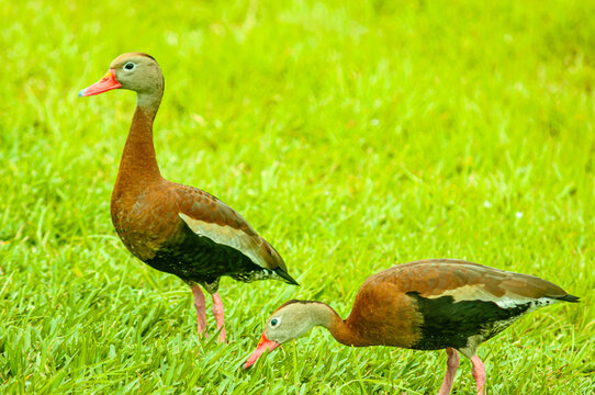 side view, medium distance of, a pair of Black Belly Whistling duckes, standing in tropical grass, one garding and one feeding, under hazy sunlight